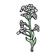 wildflowers illustration N5
