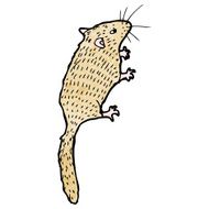 Mouse Illustration N2