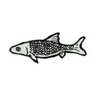 Fish Illustration N17