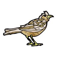 garden bird illustration N4