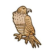 hawk illustration
