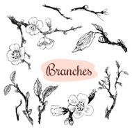 Branches