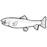 cartoon black and white fish drawing N4