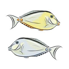 Fish sketch for your design N2