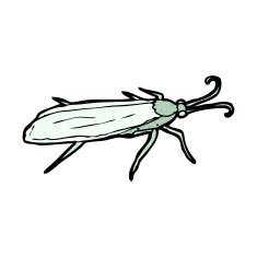 insect illustration N4
