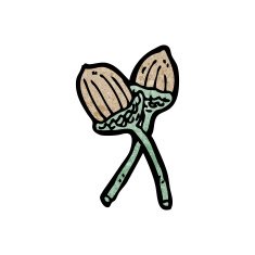 cartoon acorn N21