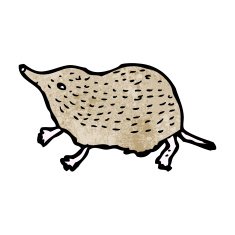 shrew illustration N6