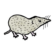 shrew illustration N7