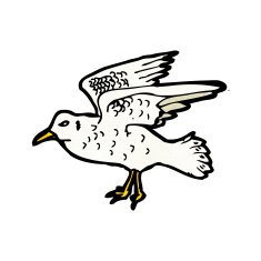 Seagull Illustration N4