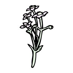 wild flowers cartoon N8