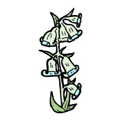 wild flowers illustration N2
