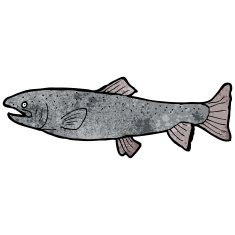 Fish Illustration N19