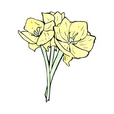 flowers illustration N20