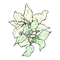 flowers illustration N21