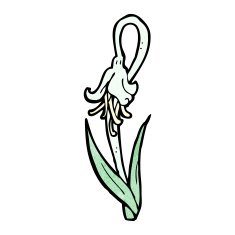 cartoon snowdrop N7