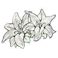 flowers illustration N25