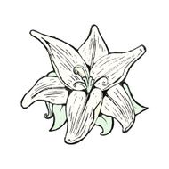 flowers illustration N26