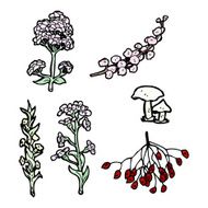 plants illustration