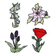 flowers illustration N31