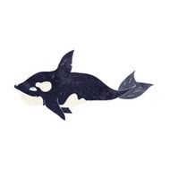 Cartoon Killer Whale N15