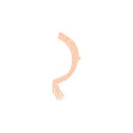 cartoon arm N185