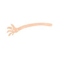 cartoon arm N189