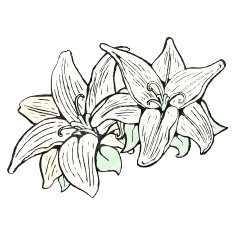 flowers illustration N25