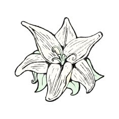 flowers illustration N26