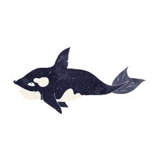 Cartoon Killer Whale N15