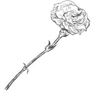 Vector Sketch Illustration - carnation