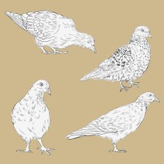 set of linear drawing doves