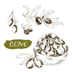 Olive Set of illustrations
