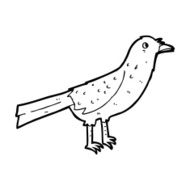 Cartoon Bird N515