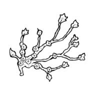 cartoon flowering branch N13