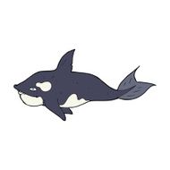Cartoon Killer Whale N17