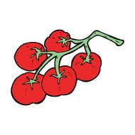 tomatoes on vine illustration N5