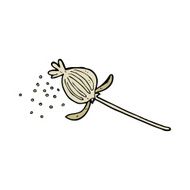 cartoon dried poppy flower N7