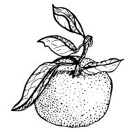 Tangerine sketch