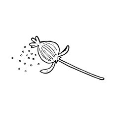 cartoon dried poppy flower N6
