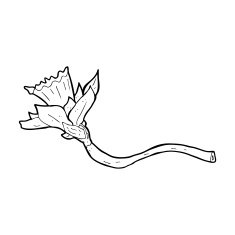 cartoon daffodil flower N12