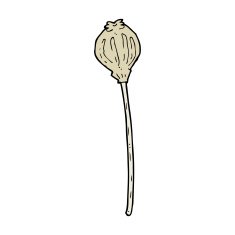 cartoon dried poppy N41