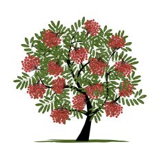 Rowan tree with berries for your design