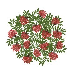 Rowan branch with berries frame for your design