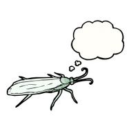 insect illustration N6