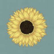 Sunflower drawing