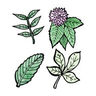 plants illustration N4
