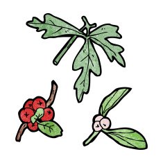 cartoon winter berries N3