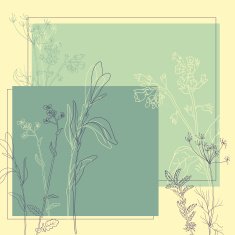 line drawing herbs