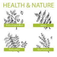 Handdrawn Set - Health and Nature Collection of Medicine Herbs N2