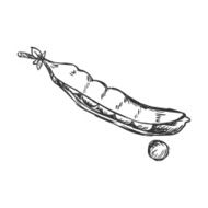 Vector Single Sketch Pea Pod